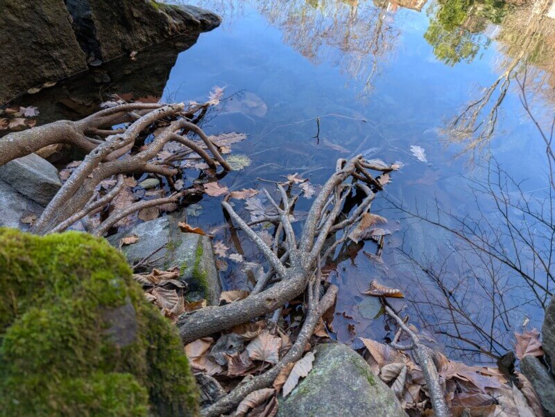 Forest branches in water