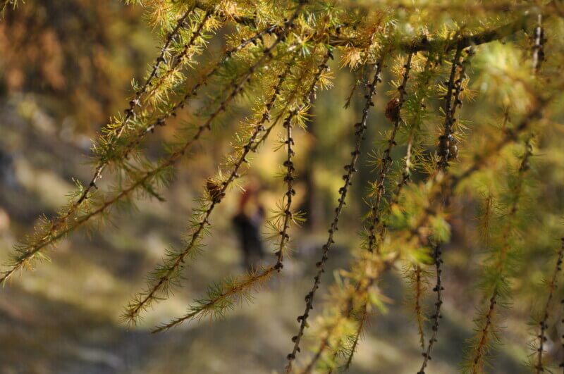 Forest fine branches