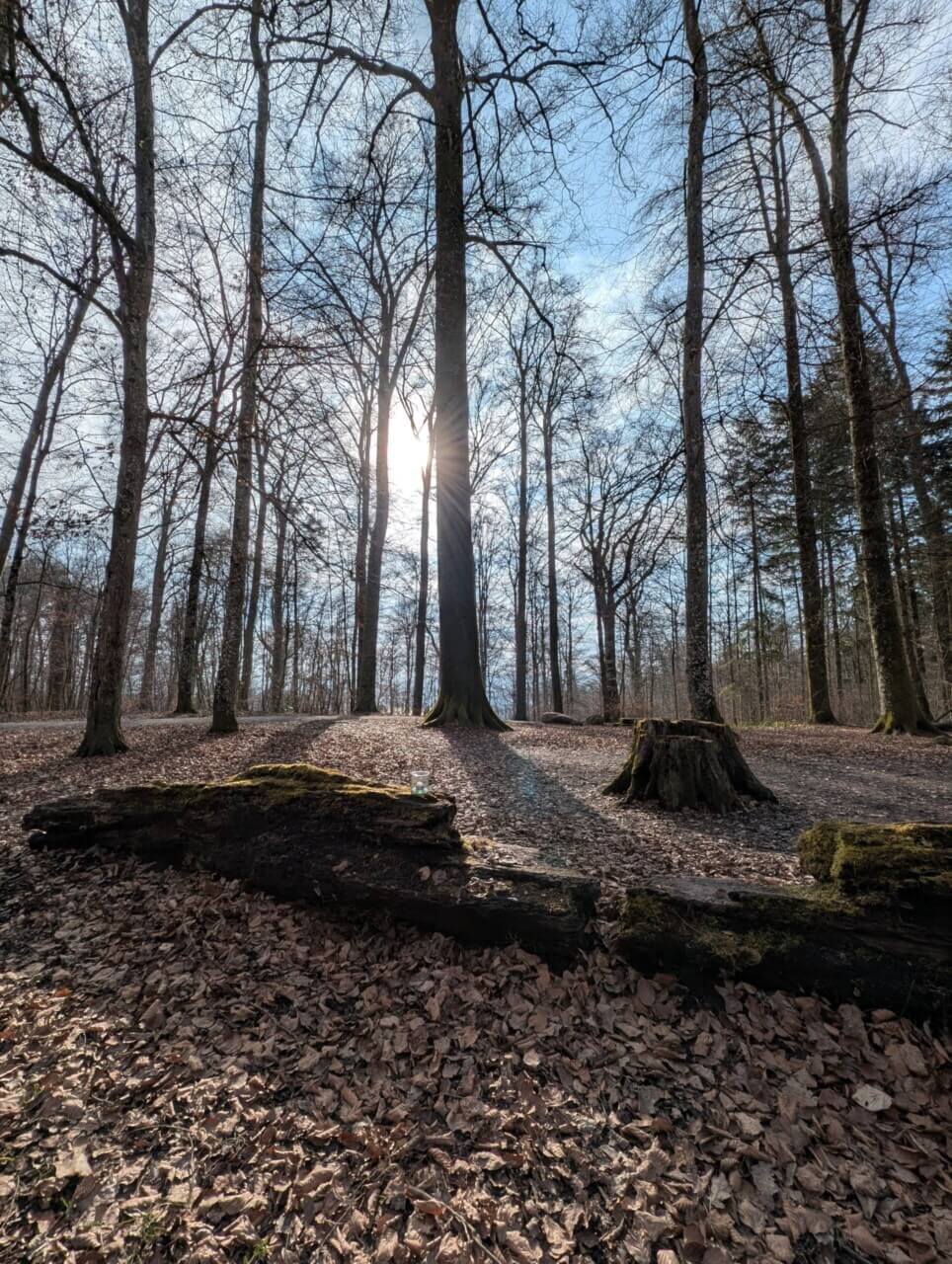 Forest sunlight