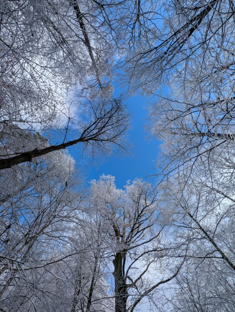 Forest winter trees sky